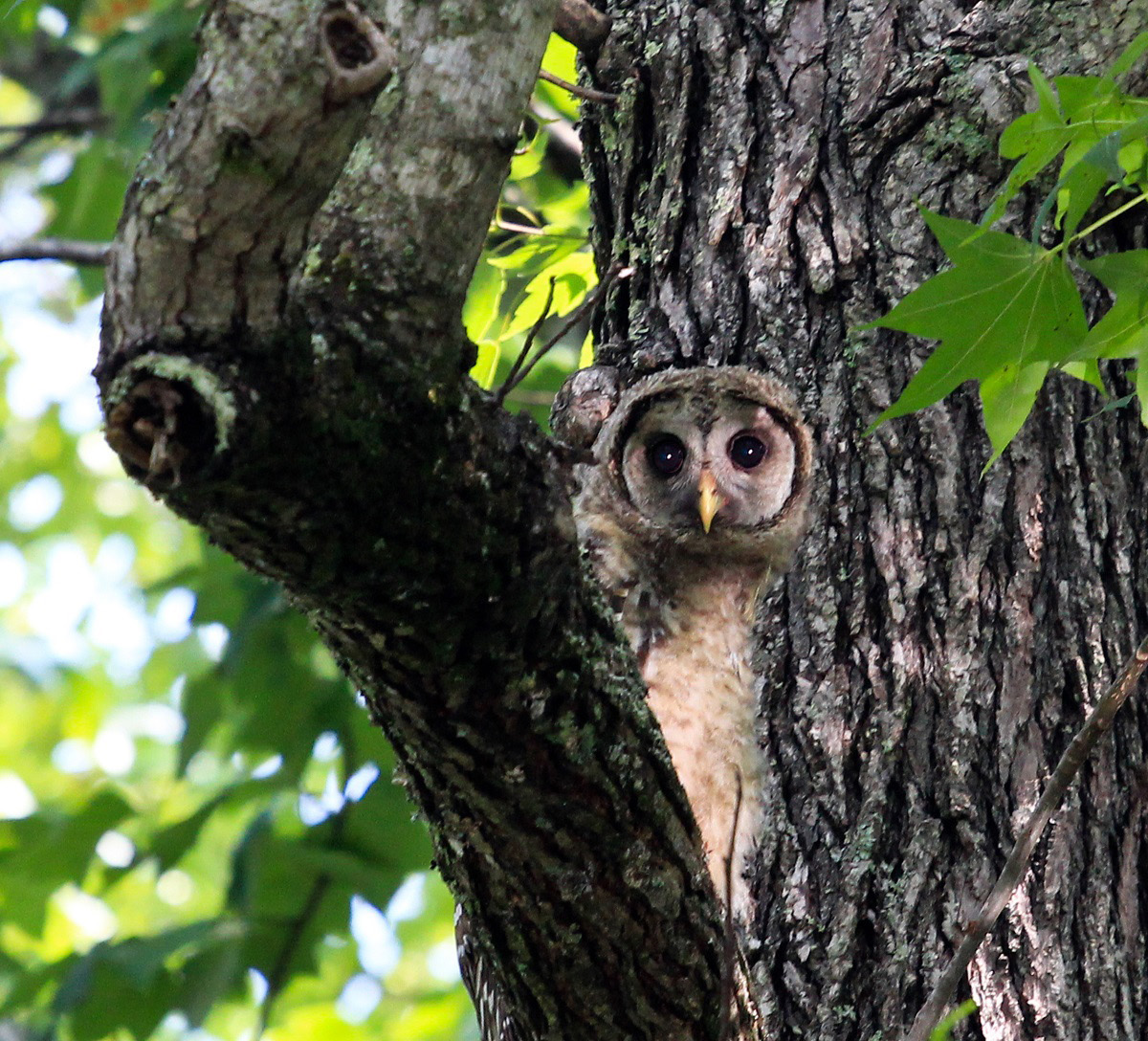 An owl watches from a tree at Countryhouse