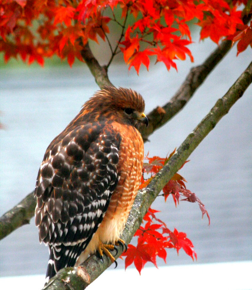 Photo of a hawk in a tree at Countryhouse